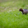 Blackbutt Reserve Photos 3