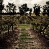 Hunter Valley Vineyard Photos