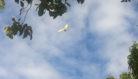 Glider on The Hill