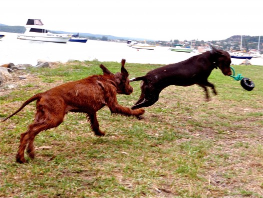 One of the many parks dogs can play leash free in Newcastle!